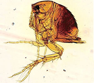 Tunga penetrans also known as jigger or sand flea.