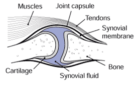 Healthy joint