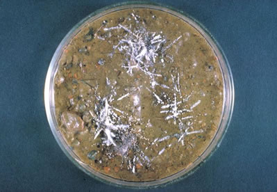 Ringworm causing trichophyton fungus