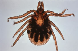 Lyme disease tick